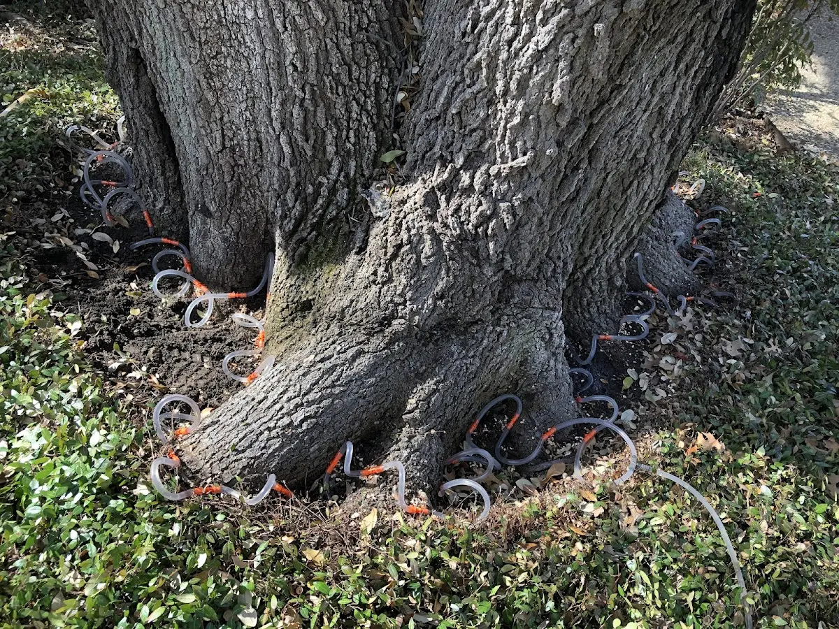 Detailed Tree Cabling and Bracing job site in Wadley