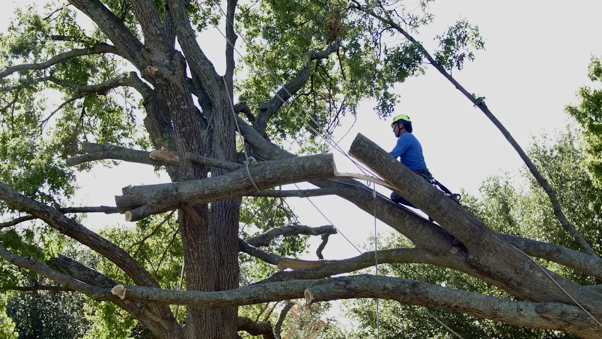 Professional Crown Thinning performed by certified arborists in Wadley